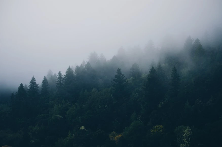 misty forest